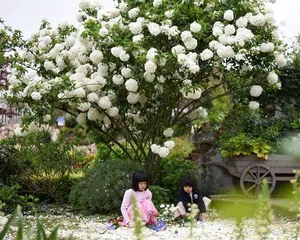 Are shrubs woody plants? What are the classification characteristics of shrubs? 1