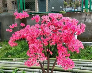 Rhododendron