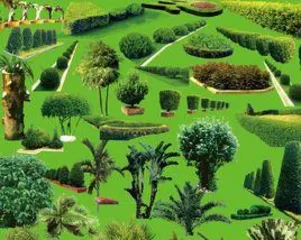 Are shrubs woody plants? What are the classification characteristics of shrubs? 2