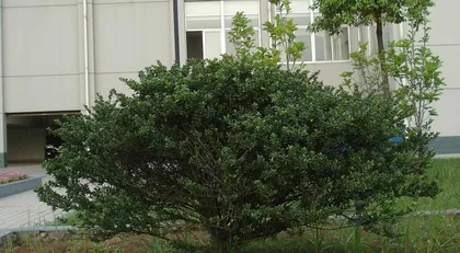 Are shrubs woody plants? What are the classification characteristics of shrubs? 3