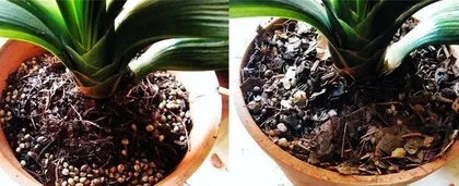 How to Repot and Change Soil for Large Potted Plants? (Potted Plant Care Knowledge, Necessity and Methods for Repotting and Soil Change for Large Potted Plants.)1
