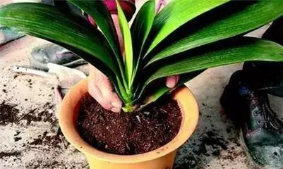 How to Repot and Change Soil for Large Potted Plants? (Potted Plant Care Knowledge, Necessity and Methods for Repotting and Soil Change for Large Potted Plants.)2