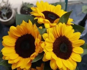 Sunflower Care Methods (Watering Sunflowers to Make Them More Beautiful) 1