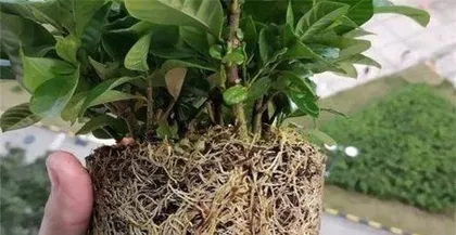 How to Repot and Change Soil for Large Potted Plants? (Potted Plant Care Knowledge, Necessity and Methods for Repotting and Soil Change for Large Potted Plants.)3