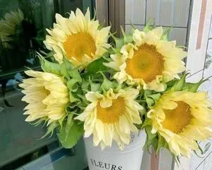 Sunflower Care Methods (Watering Sunflowers to Make Them More Beautiful) 2