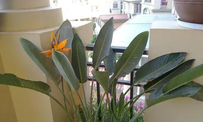 Are Indoor Strelitzia Safe? - Exploring the Toxicity and Care Methods of Strelitzia (Is Strelitzia Toxic? How to Care for it Correctly?) 1