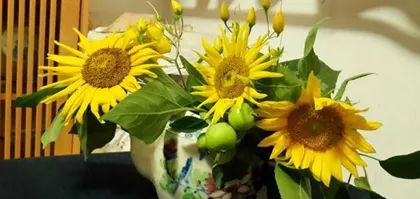 Sunflower Care Methods (Watering Sunflowers to Make Them More Beautiful) 3