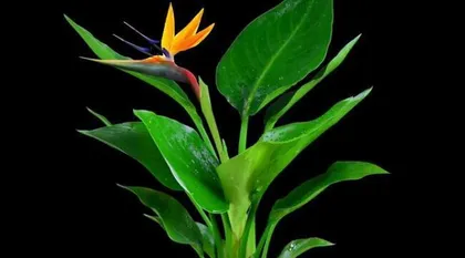 Are Indoor Strelitzia Safe? - Exploring the Toxicity and Care Methods of Strelitzia (Is Strelitzia Toxic? How to Care for it Correctly?) 2