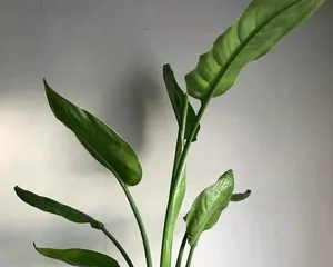 Are Indoor Strelitzia Safe? - Exploring the Toxicity and Care Methods of Strelitzia (Is Strelitzia Toxic? How to Care for it Correctly?) 3