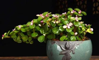 How to Care for a "Golden Branch and Jade Leaf" Bonsai? (Precautions and Practical Tips to Create a One-of-a-Kind Bonsai) 1