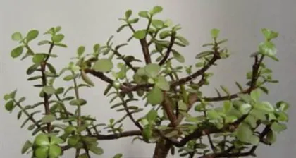 How to Care for a "Golden Branch and Jade Leaf" Bonsai? (Precautions and Practical Tips to Create a One-of-a-Kind Bonsai) 2