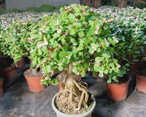 How to Care for a "Golden Branch and Jade Leaf" Bonsai? (Precautions and Practical Tips to Create a One-of-a-Kind Bonsai) 3