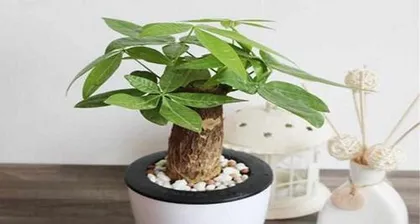 Money Tree Cultivation Methods and Precautions (Valuable care experience to help you create a healthy money tree) 1