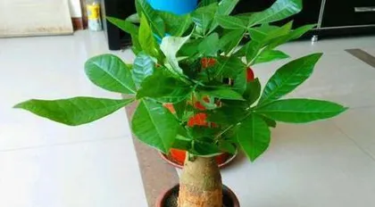 Money Tree Cultivation Methods and Precautions (Valuable care experience to help you create a healthy money tree) 2