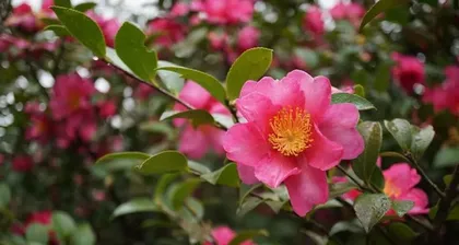 Money Tree Cultivation Methods and Precautions (Valuable care experience to help you create a healthy money tree) 3