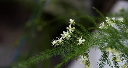 文竹开花的条件与方法（从生长环境到养护技巧，了解文竹开花的一切）1