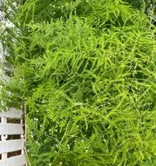 文竹开花的条件与方法（从生长环境到养护技巧，了解文竹开花的一切）2