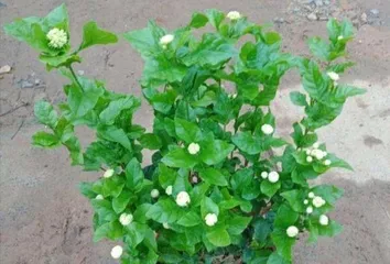 Potted Jasmine Winter Care (How to Keep Your Potted Jasmine Healthy and Thriving in Winter) 1