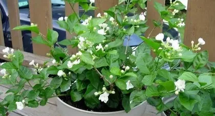 Potted Jasmine Winter Care (How to Keep Your Potted Jasmine Healthy and Thriving in Winter) 2