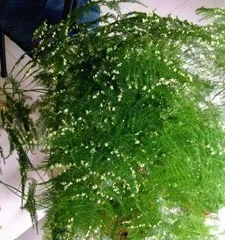 文竹开花的条件与方法（从生长环境到养护技巧，了解文竹开花的一切）3