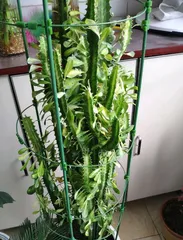 Flowering years and care tips for dragon bone (How long have you had your dragon bone before you see it bloom in splendid colors?) 1