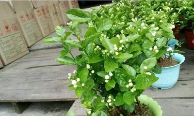 Potted Jasmine Winter Care (How to Keep Your Potted Jasmine Healthy and Thriving in Winter) 3