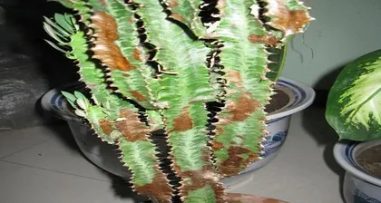 Flowering years and care tips for dragon bone (How long have you had your dragon bone before you see it bloom in splendid colors?) 2