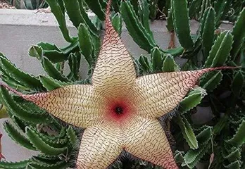 Caring for Flowers and Plants on a Closed Balcony (Create Your Own Little Garden and Make Your Balcony More Lively) 1