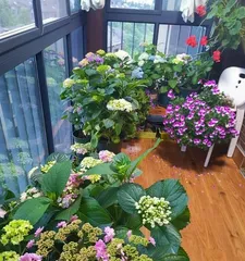 Caring for Flowers and Plants on a Closed Balcony (Create Your Own Little Garden and Make Your Balcony More Lively) 2