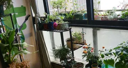 Caring for Flowers and Plants on a Closed Balcony (Create Your Own Little Garden and Make Your Balcony More Lively) 3