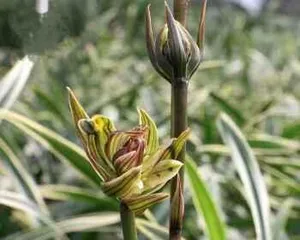 金边兰花的养殖方法和注意事项（打造优美的兰花园林——从选择苗木到日常养护，这些你必须知道！）1