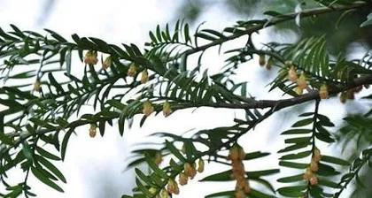 Taxus Soil Preparation and Planting Soil (Understanding Taxus Characteristics to Choose the Most Suitable Soil for Them) 2