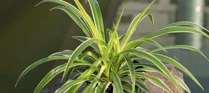 金边兰花的养殖方法和注意事项（打造优美的兰花园林——从选择苗木到日常养护，这些你必须知道！）2