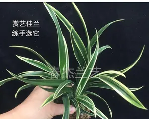 金边兰花的养殖方法和注意事项（打造优美的兰花园林——从选择苗木到日常养护，这些你必须知道！）3