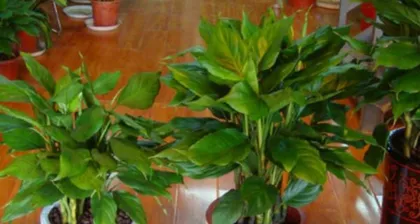 What plants are suitable for planting in the Northeast Corner? (Creating a beautiful landscape that blends nature and the city) 1