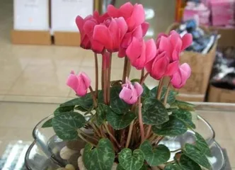 How to Help Cyclamen Overwinter Safely (Overwintering Care Methods to Help Your Cyclamen Stay Healthy in Winter) 1