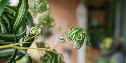 What plants are suitable for planting in the Northeast Corner? (Creating a beautiful landscape that blends nature and the city) 2