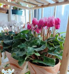 How to Help Cyclamen Overwinter Safely (Overwintering Care Methods to Help Your Cyclamen Stay Healthy in Winter) 2