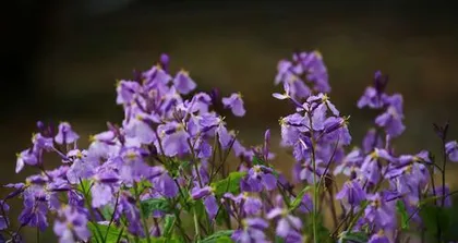 What plants are suitable for planting in the Northeast Corner? (Creating a beautiful landscape that blends nature and the city) 3