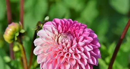 How to scientifically care for dahlias? When do dahlias bloom? 1