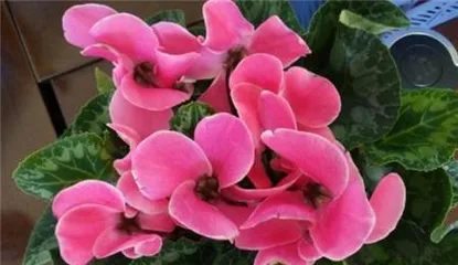 How to Help Cyclamen Overwinter Safely (Overwintering Care Methods to Help Your Cyclamen Stay Healthy in Winter) 3