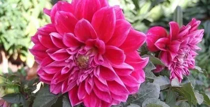 How to scientifically care for dahlias? When do dahlias bloom? 2