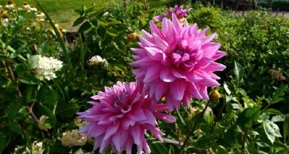 How to scientifically care for dahlias? When do dahlias bloom? 3