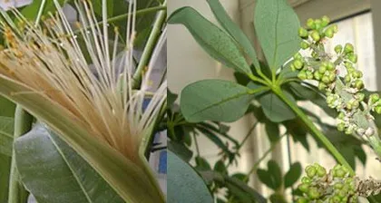 Exploring the Blooming Time and Flower Language of Money Trees (From Symbolism to Care, Easily Create a Sea of Money Tree Flowers)1