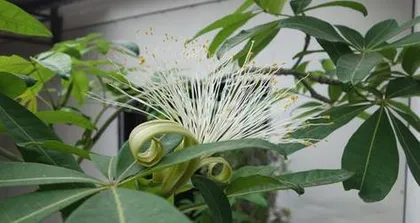 Exploring the Blooming Time and Flower Language of Money Trees (From Symbolism to Care, Easily Create a Sea of Money Tree Flowers)2