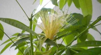 Exploring the Blooming Time and Flower Language of Money Trees (From Symbolism to Care, Easily Create a Sea of Money Tree Flowers)3