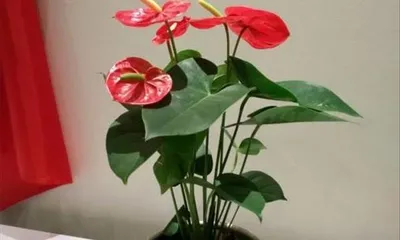 Anthurium Variety Recommendation - Choosing the Best Plant (Exploring the Characteristics, Care Techniques, and Environmental Adaptations of Anthurium) 1