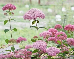 Types and Aesthetic Value of Arbor Flowers (Exploring the Cultivation and Appreciation of Arbor Flowers) 1