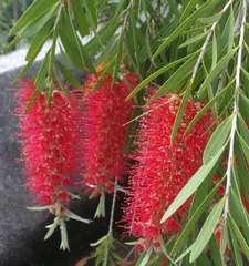 Types and Aesthetic Value of Arbor Flowers (Exploring the Cultivation and Appreciation of Arbor Flowers) 2