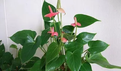Anthurium Variety Recommendation - Choosing the Best Plant (Exploring the Characteristics, Care Techniques, and Environmental Adaptations of Anthurium) 2